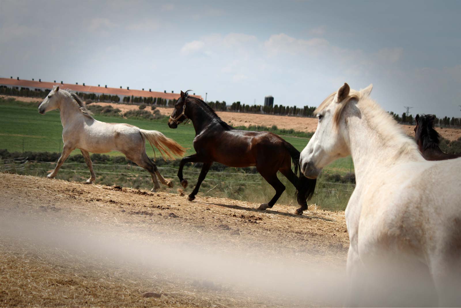 Amplios paddocks para tu caballo en el entorno natural y tranquilo de HípicaMuel, en Muel, Zaragoza